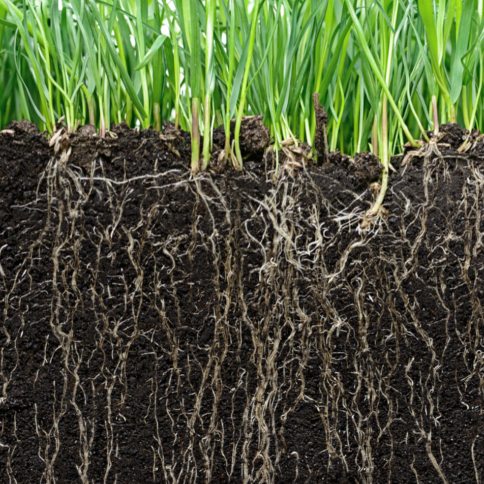 Rund um den Rasen Hecht Gartentechnik